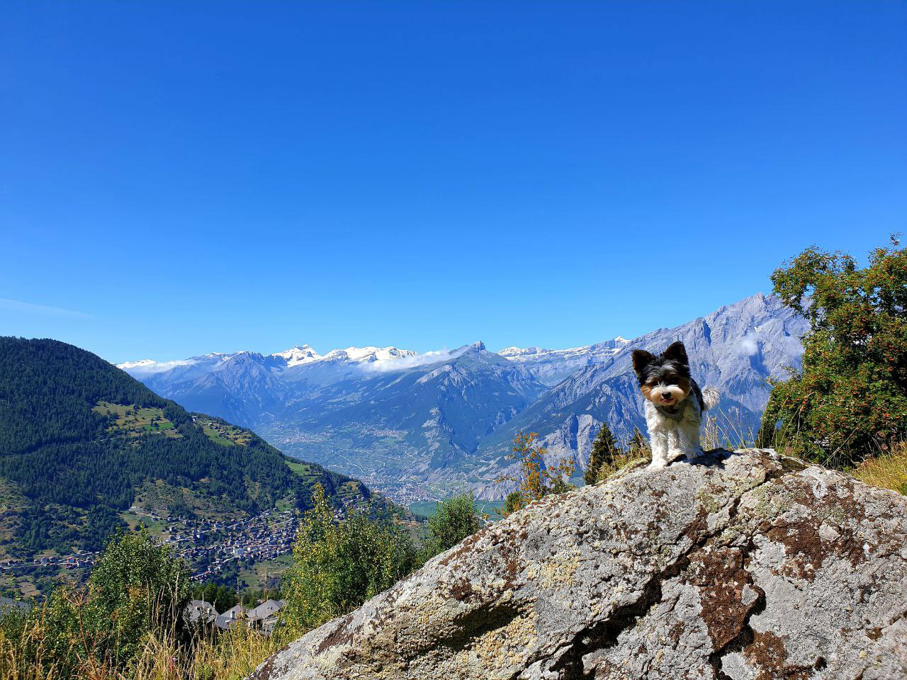 Mélanie Ostéopathe animalière en Valais Suisse Romande