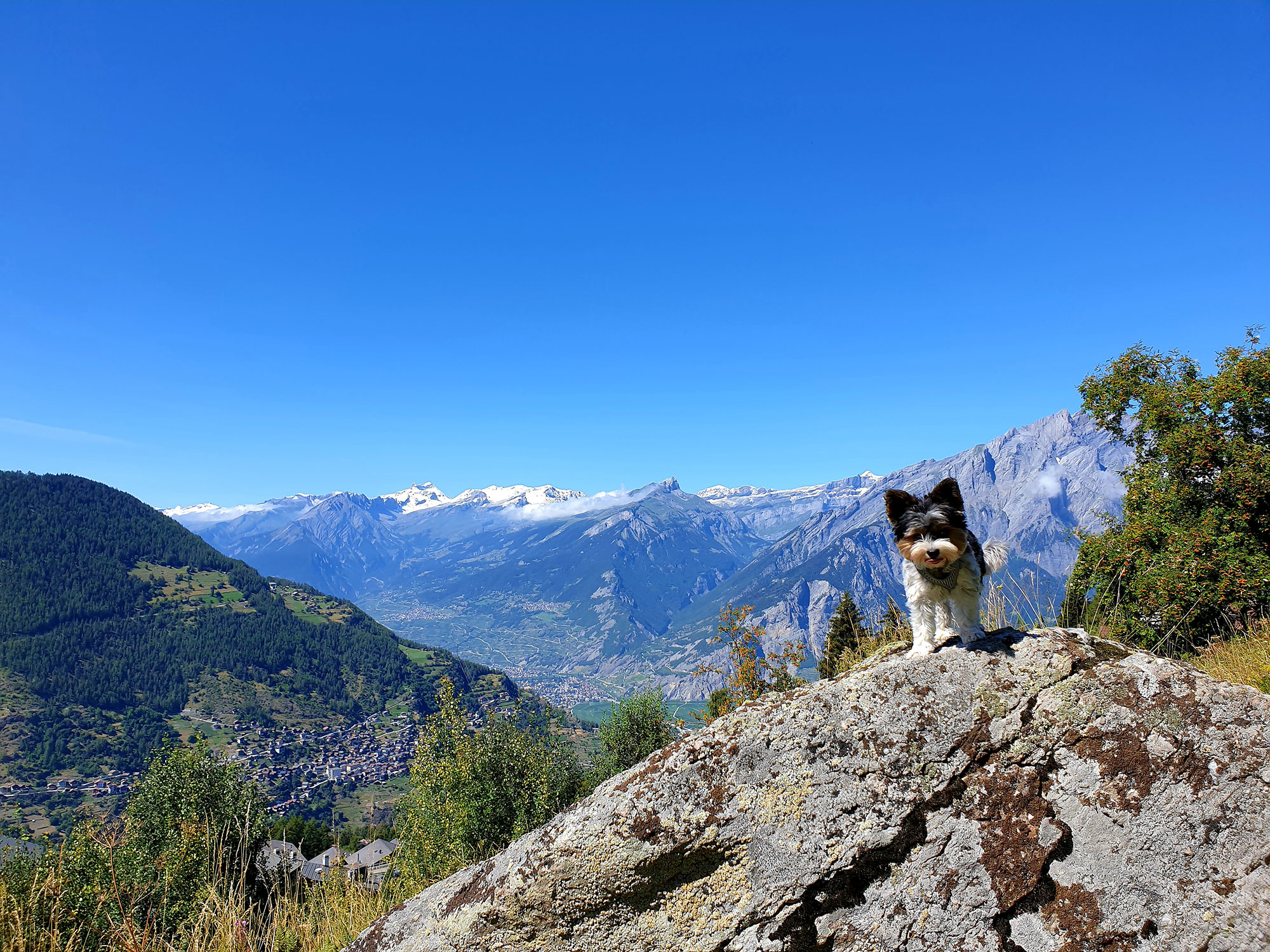 Mélanie Ostéopathe animalière en Valais Suisse Romande