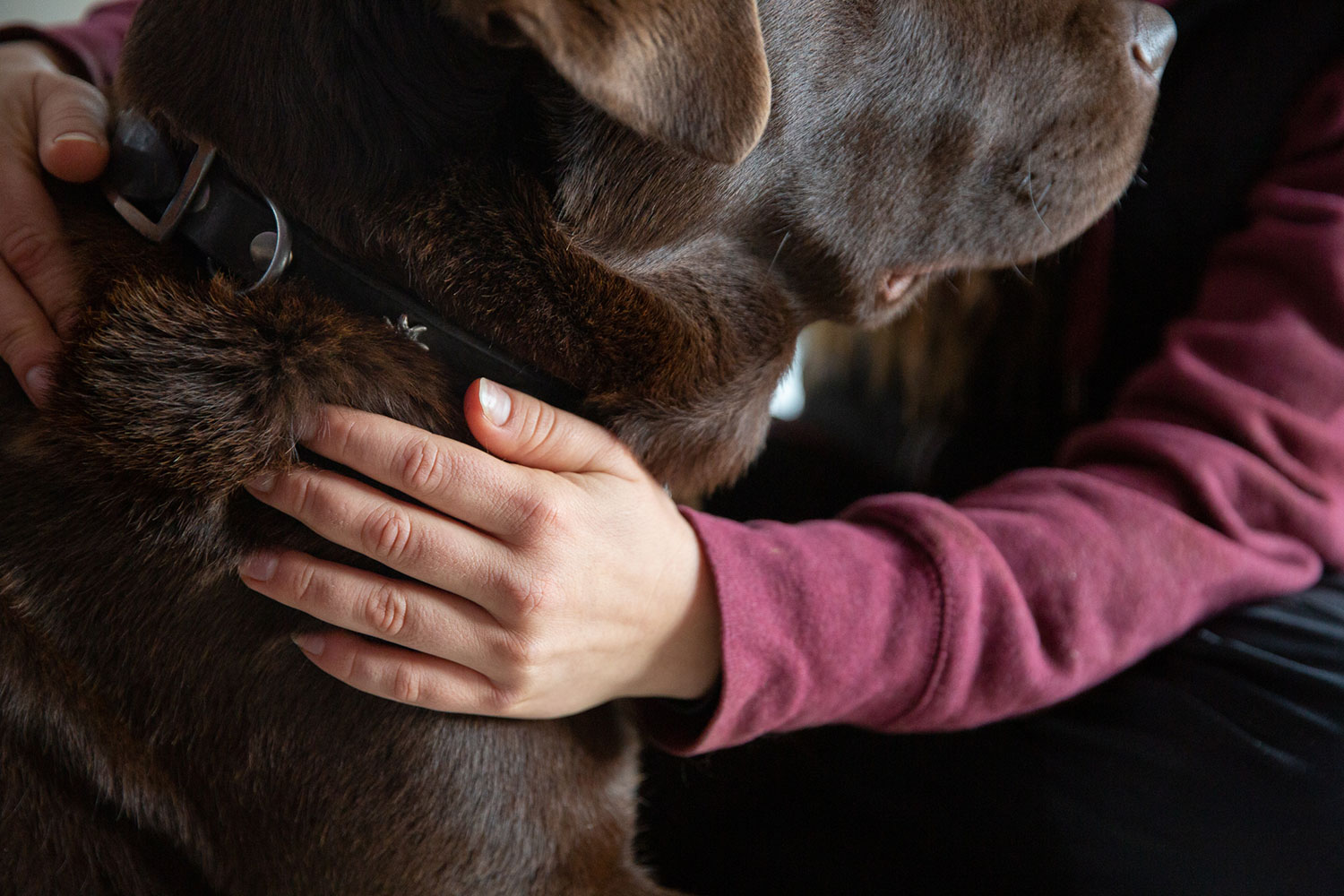 Ostéopathe main animaux doméstique